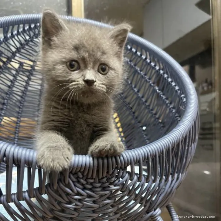 ID：2307-01985の子猫