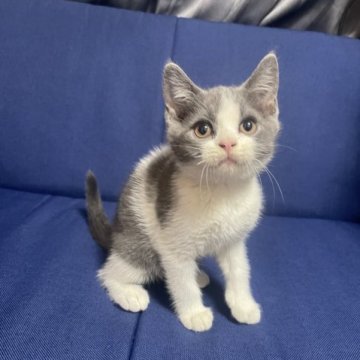 ブリティッシュショートヘア【栃木県・男の子・2023年3月22日・ブルー&ホワイト】の写真「ハンサムな猫」