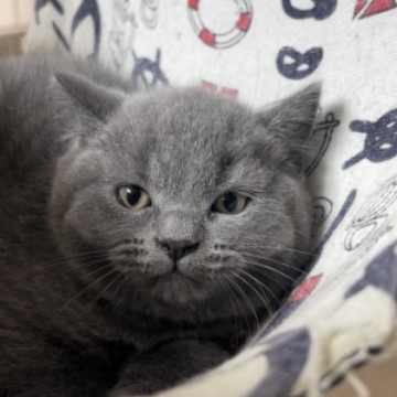 ブリティッシュショートヘア【栃木県・男の子・2023年8月22日・ブルー】の写真「ハンサムな猫」