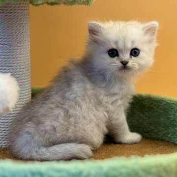 ペルシャ(チンチラ)【栃木県・男の子・2024年5月3日・チンチラシルバー（（長毛））】の写真「丸顔のかわいい子」