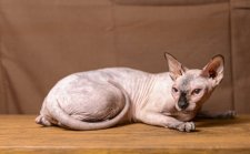 スフィンクス【・女の子・2022年5月8日・シールポイント】