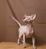 スフィンクス【・女の子・2022年5月8日・シールポイント】