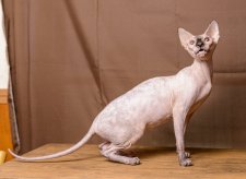 スフィンクス【・女の子・2022年5月8日・シールポイント】