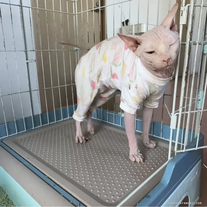 ID：2507-02611の子猫