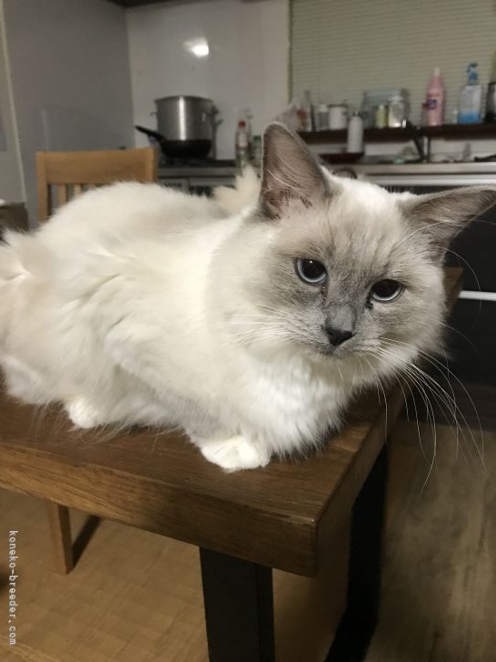 ラグドール【・女の子・2020年8月15日・ブルーポイントミテッド】