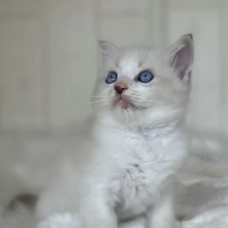 ねこ美 様のお迎えした子猫