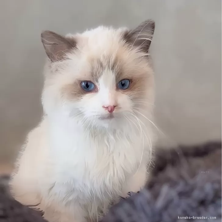 ID：2412-01069の子猫