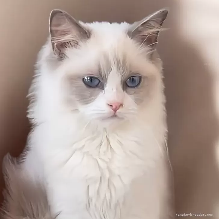 ID：2412-01073の子猫