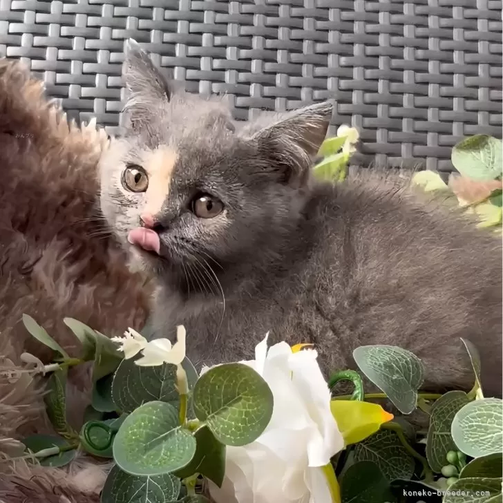 ID:2412-01246の子猫