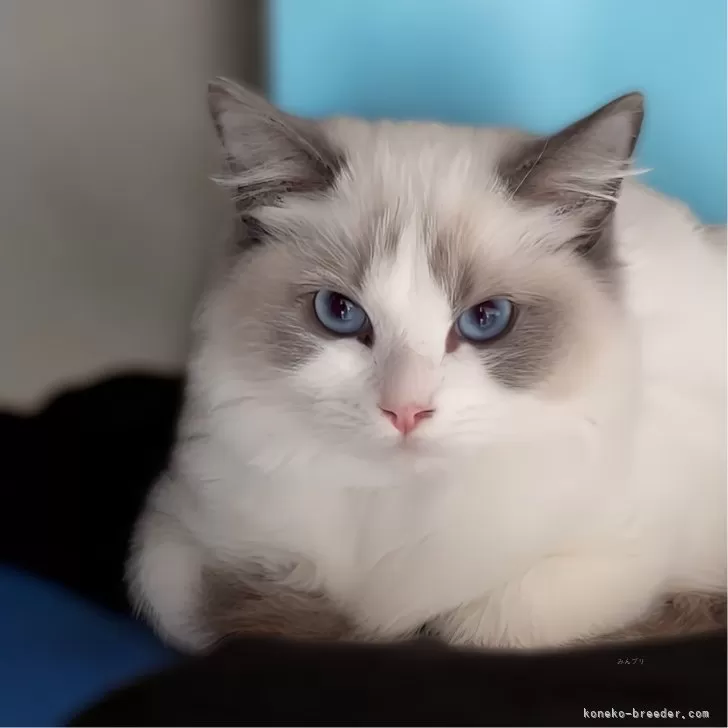 セブちゃん 様のお迎えした子猫
