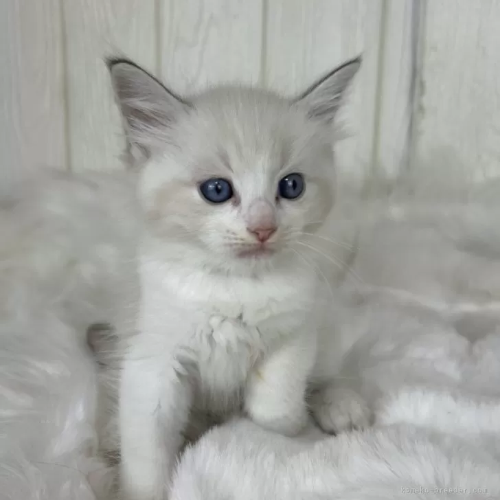 ID：2410-02346の子猫