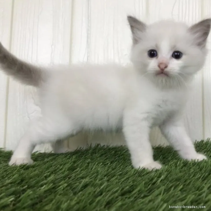 ゆうこまま 様のお迎えした子猫