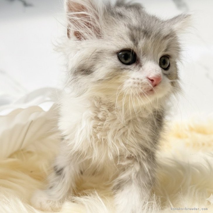 ブリーダー画像