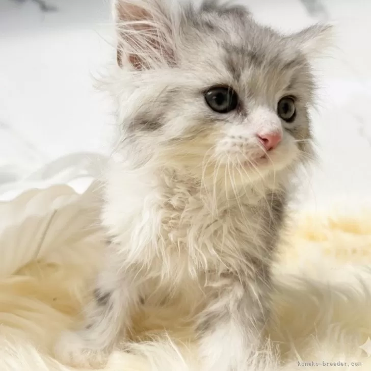 ラガマフィン【鹿児島県・男の子・2025年8月26日・ブルータビーアンドホワイト】の写真1