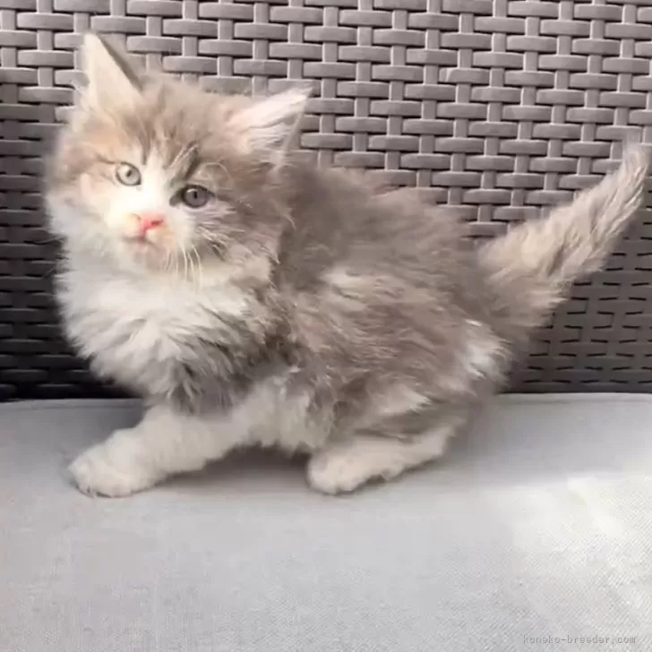 ID：2501-00881の子猫