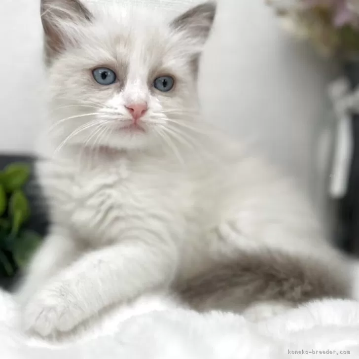 ID:2505-01012の子猫