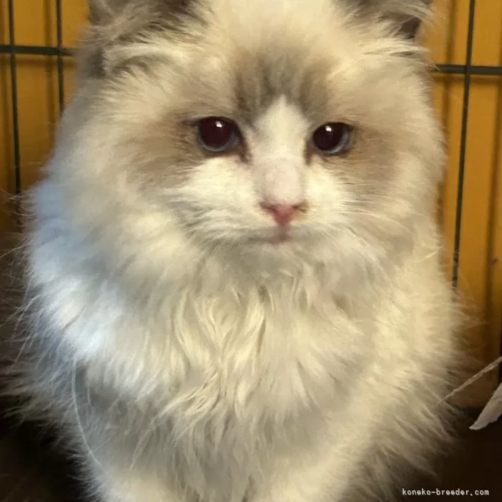 ID：2412-02258の子猫