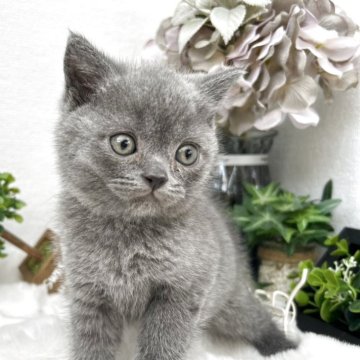 ブリティッシュショートヘア【鹿児島県・男の子・2025年3月20日・ブルー（短毛）】の写真「むっくりした丸顔のかわゆい男の子🧸」