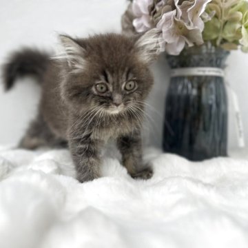 サイベリアン【鹿児島県・男の子・2025年5月12日・ブルーパッチドタビー】の写真「素敵なご家族が決まりました♪」