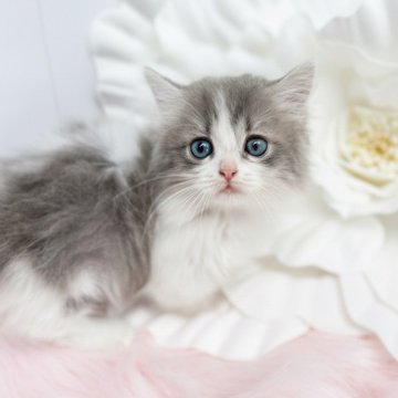 マンチカン(短足)【鹿児島県・女の子・2025年8月5日・ブルーパッチドタビーアンドホワイト】の写真「もふもふ美人さん」