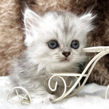 マンチカン(短足)【鹿児島県・男の子・2025年6月1日・シルバーアンドアビー（ロング）】の写真「東京の姫になります🥰」
