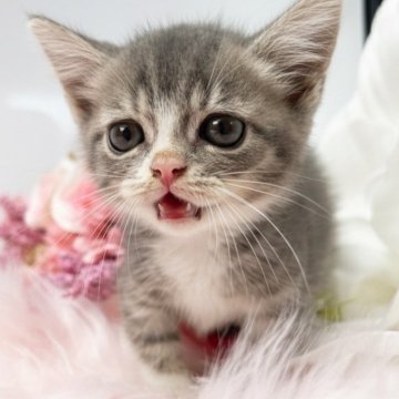 マンチカン(短足)【鹿児島県・男の子・2025年8月5日・ブルータビーアンドホワイト】の写真「とにかく甘えん坊」