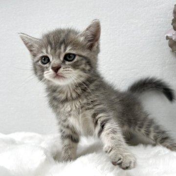 マンチカン(長足)【鹿児島県・女の子・2025年5月25日・ブルータビー】の写真「神奈川猫女子🎀🙂🎀になりました」