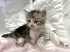 ラガマフィン【鹿児島県・男の子・2025年8月26日・ブルータビーアンドホワイト】の写真2