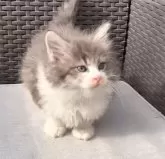 ラガマフィン【鹿児島県・男の子・2024年11月12日・ブルータビーホワイト】の写真2