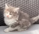 ラガマフィン【鹿児島県・男の子・2024年11月12日・ブルータビーホワイト】の写真3