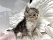 ラガマフィン【鹿児島県・男の子・2025年8月26日・ブルータビーアンドホワイト】の写真4