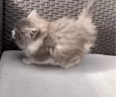 ラガマフィン【鹿児島県・男の子・2024年11月12日・ブルータビーホワイト】の写真4