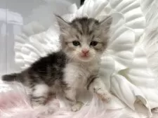 ラガマフィン【鹿児島県・男の子・2025年8月26日・ブルータビーアンドホワイト】の写真5