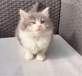 ラガマフィン【鹿児島県・男の子・2024年11月12日・ブルータビーホワイト】の写真5