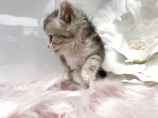 ラガマフィン【鹿児島県・男の子・2025年8月26日・ブルータビーアンドホワイト】の写真9