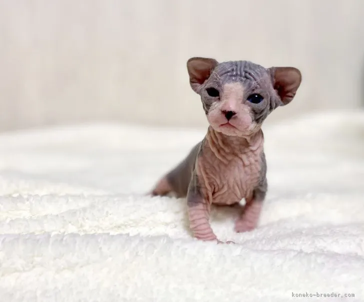 ID：2104-02210の子猫