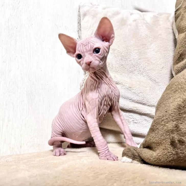 ID:2402-00190の子猫