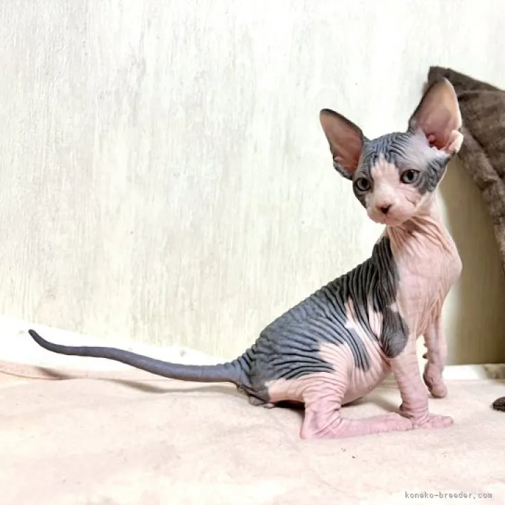 ID：2305-02650の子猫