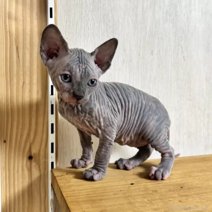 ID：2406-03481の子猫