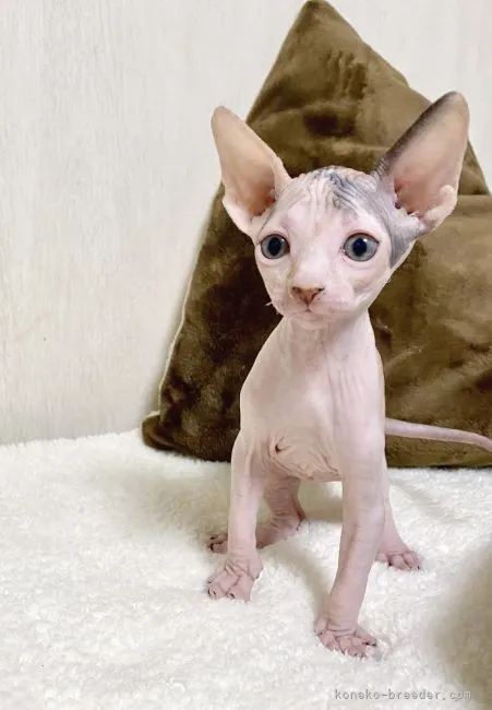 ID：2104-02213の子猫