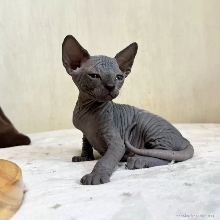 ID：2406-03477の子猫