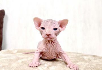 スフィンクス【東京都・男の子・2022年1月20日・ライラックアンドホワイト】の写真「しわくっきり＆キリっとした顔立ちの男の子！」