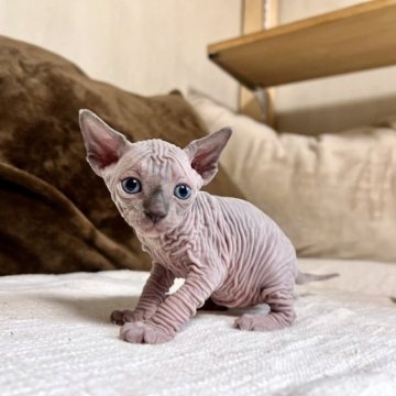 スフィンクス【東京都・男の子・2023年4月28日・ライラック】の写真「珍しいライラックのソリッドカラー！」