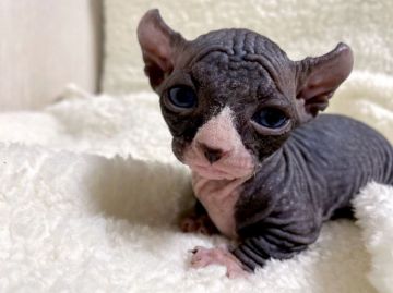 ドウェルフ【東京都・男の子・2021年4月10日・ブラック&ホワイト】の写真「世界的にも珍しい猫です！」