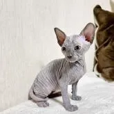 スフィンクス【東京都・女の子・2022年8月8日・ブルーアンドホワイト】の写真1