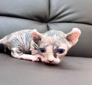 ドウェルフ【東京都・女の子・2021年8月24日・トーティーシェル】の写真1