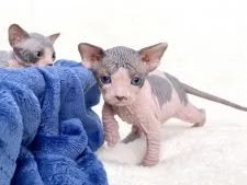 スフィンクス【東京都・男の子・2021年4月10日・ブルー&ホワイト】の写真2