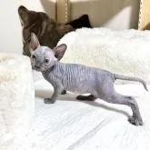 スフィンクス【東京都・女の子・2022年8月8日・ブルーアンドホワイト】の写真2