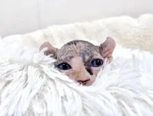 ドウェルフ【東京都・女の子・2021年8月24日・トーティーシェル】の写真4