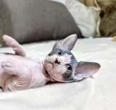 スフィンクス【東京都・男の子・2023年4月28日・ブラック&ホワイト】の写真5